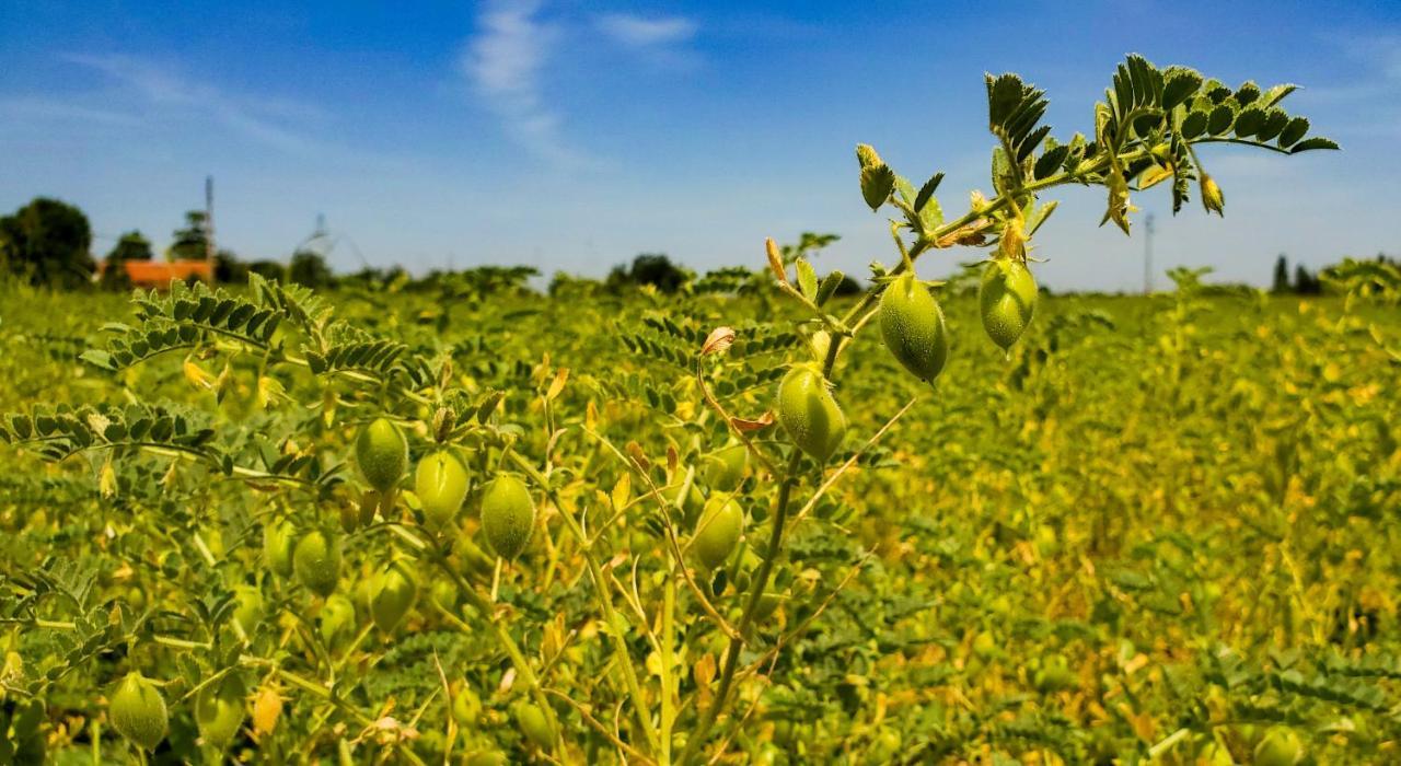 Agriturismo La Lenticchia Fratta Terme Kültér fotó