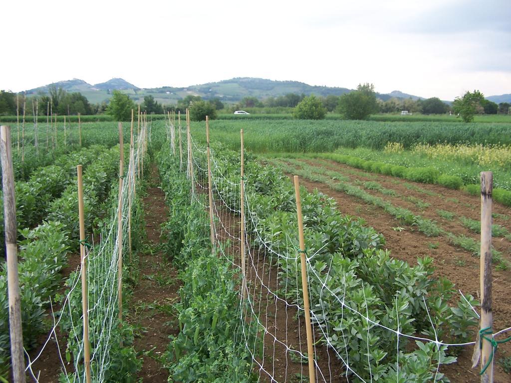 Agriturismo La Lenticchia Fratta Terme Kültér fotó